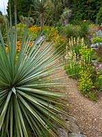 Yucca and Eschscholtzia californica