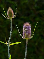 Dipsacus fullonum -Teasel in flower