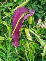 Dracunculus vulgaris - Dragon Arum, Voodoo Lily, in full flower