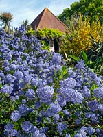 Ceanothus thyrsiflorus - Californian Lilac - in foreground with pavilion beyond 