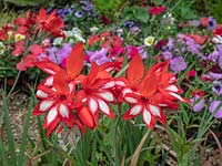 Gladiolus cardinalis 