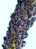 Infestation of Blackfly on Dahlia stem 