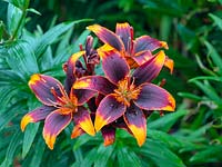 Lilium 'Forever Susan' - Lily - in flower 