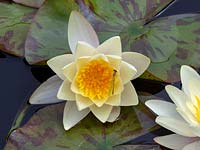 Nymphaea alba - White Water Lily - and emerging Damselfly 