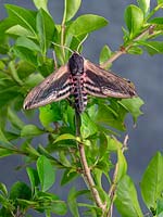 Spinx ligustri - Privet Hawk-moth - on Ligustrum - Privet - hedge