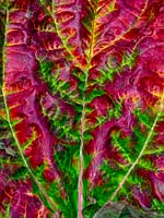 Rheum rhabarbarum  - Rhubarb - detail of decaying leaf 