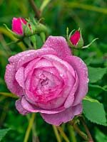 Rosa 'Gruss an Teplitz' - china rose 