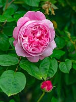 Rosa Mary Rose 'Ausmary' - Rose Mary Rose 