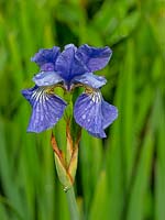 Iris sibirica 'Cambridge'- Siberian Iris 'Cambridge' 