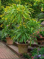 Sonchus canariensis in flower in a pot, pair eithers side of steps