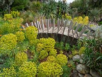 Wood bridge in a dry garden with Euphorbia 