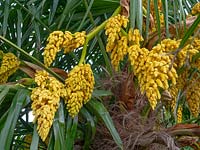 Trachycarpus fortunei - Chusan Palm - flowers 