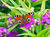 Tradescantia x andersoniana 'Karminglut' and Aglais io - Peacock Butterfly 