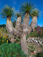 Yucca rostrata - Beaked yucca - March