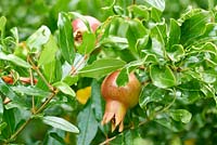 Fruits developing on Punica granatum var. nana - pomegranate