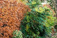 Mahonia x media 'Winter Sun' against the copper foliage of a Fagus - Beech - hedge