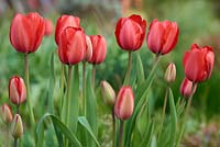 Tulipa 'Red Impression' - Tulip