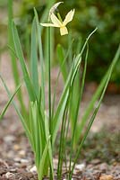 Narcissus 'Chipper'