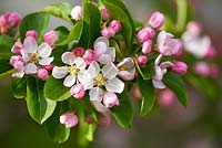 Malus x robusta 'Red Sentinel' - Crabapple - in blossom