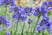 Agapanthus 'Jack's Blue' - African Lily 