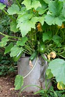Cucurbita pepo - Climbing Courgette 'Black Forest' - in an old watering can