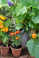 Cucurbita pepo - Climbing Courgette 'Black forest' in an old watering can surrounded by marigolds