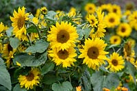 Helianthus Annuus - Sunflower 'Bambino'