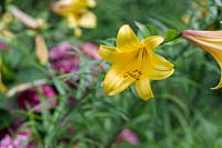 Lilium 'Golden splendour' - Trumpet Lily 'Golden splendour'