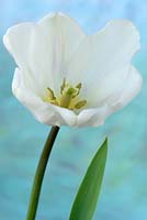 Tulipa  'White Flag'  Tulip  Triumph Group  