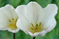 Tulipa 'White Flag' - Tulip Triumph Group  