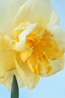 Narcissus 'Orange Juice' - Daffodil, Div.4 