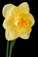 Narcissus  'Orange Juice'  Daffodil  Div.  4  