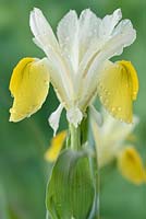 Iris bucharica  Bokhara iris  