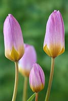Tulipa saxatilis 'Bakeri Group'  'Lilac Wonder'  AGM  Tulip  Syn.  Candia tulip 