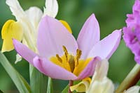 Tulipa saxatilis 'Lilac Wonder' AGM Syn. Candia tulip 'Lilac Wonder'