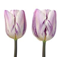 Tulipa 'Flaming Flag' - Tulip Triumph Group  