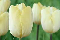 Tulipa  'Cream Flag'  Tulip  Triumph Group 