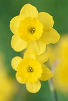 Narcissus  'Kidling'  Daffodil  Div.  7  Jonquilla  