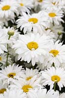 Leucanthemum x superbum 'White Magic' - Shasta Daisy