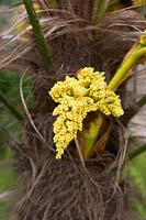 Trachycarpus fortunei flowers - Chusan palm tree flowers
