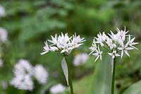 Allium ursinum - wild garlic - ramsoms