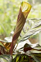 Folded Calathea makoyana leaf - Peacock plant