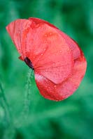 Papaver rhoeas - field poppy stamens