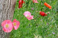 Field Poppy Papaver rhoeas and Papaver 'Shirley' under a tree trunk