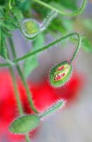 Papaver rhoeas buds opening - field poppy