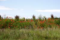 Papaver rhoeas on the road side