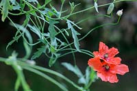 Papaver rhoeas - field poppy