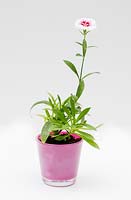 Single Dianthus barbatus 'White Flame' in pink glass pot - Sweet William