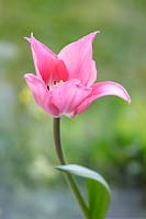 Tulipa viridiflora 'Florosa'