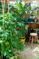 Tomato and Cucumber plants in greenhouse with workbench and stool beyond - Open Gardens Day, Easton, Suffolk